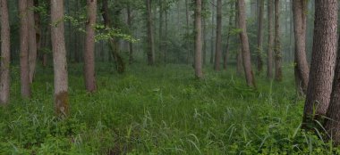 Muhteşem yaz ormanı. Sis, yumuşak güneş ışığı. Güçlü ağaçlar, yeşil yapraklar, bitkiler. Atmosferik rüya gibi bir manzara. Saf doğa, ekoloji, çevre koruma, eko-turizm, yürüyüş
