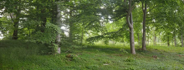 Güneşli bir günde yeşil yaprak döken orman parkının panoramik görüntüsü. Güçlü ağaçlar, bitkiler, yosunlar. Yumuşak güneş ışığı. Atmosferik manzara. Doğa, çevre, ekoloji, eko-turizm, kuzey yürüyüşü, keşif