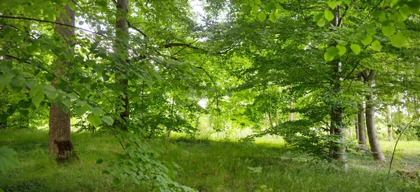 阳光明媚的日子里 一个绿色落叶森林公园的全景 高大的树 苔藓柔和的阳光大气景观 Nature Environment Ecology Ecotourism Nordic Walking — 图库照片