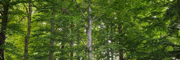 Panoramautsikt Över Grön Lövskog Park Solig Dag Mäktiga Träd Växter — Stockfoto