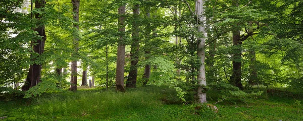 Güneşli bir günde yeşil yaprak döken orman parkının panoramik görüntüsü. Güçlü ağaçlar, bitkiler, yosunlar. Yumuşak güneş ışığı. Atmosferik manzara. Doğa, çevre, ekoloji, eko-turizm, kuzey yürüyüşü, keşif
