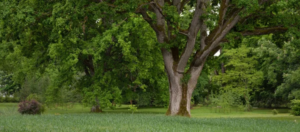 Close Mighty Sorcerer Oak Tree Green Deciduous Forest Public Park — Stock Photo, Image