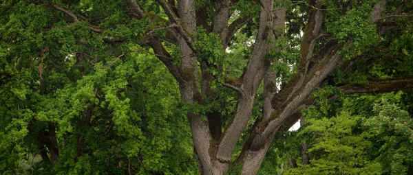 Κοντινό Πλάνο Του Πανίσχυρου Μάγου Βελανιδιάς Στο Καταπράσινο Φυλλοβόλο Δάσος — Φωτογραφία Αρχείου