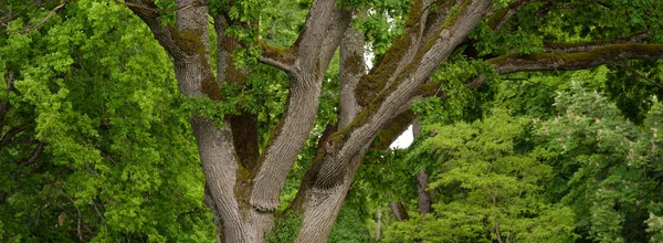 緑の落葉樹林 の強大な魔術師オークの木のクローズアップ 大気中の夏の風景 純粋な自然 生態系 環境保全 ヨーロッパだ おとぎ話 — ストック写真