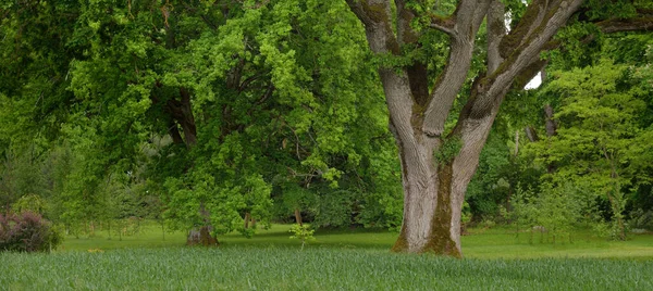 Yeşil yaprak döken ormanda (halk parkında) kudretli büyücü meşe ağacının yakın çekimi. Atmosferik yaz manzarası. Saf doğa, ekoloji, çevre koruma. Avrupa. Gizem, mitoloji, peri masalı