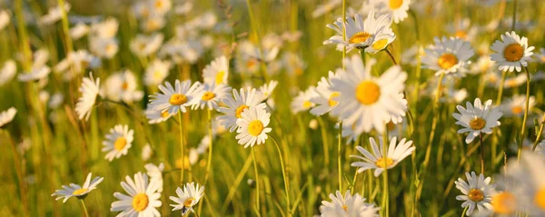 Wildblumen Aus Nächster Nähe Blick Auf Das Blühende Kamillenfeld Florales — Stockfoto