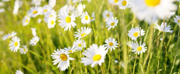 Wildblumen Aus Nächster Nähe Blick Auf Das Blühende Kamillenfeld Florales — Stockfoto