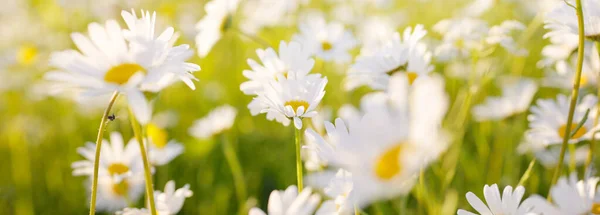 Wildblumen Aus Nächster Nähe Blick Auf Das Blühende Kamillenfeld Florales — Stockfoto