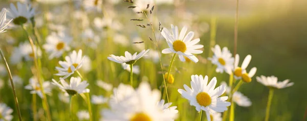 Wildblumen Aus Nächster Nähe Blick Auf Das Blühende Kamillenfeld Florales — Stockfoto