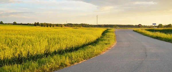 Gün batımında tarla ve orman boyunca (yeni asfalt yol) boş bir otoyoldur. Yağmurdan sonra dramatik bir şekilde parlayan bulutlar. Turizm, yol gezisi, özgürlük, tatiller, lojistik, uzak yerler kavramları