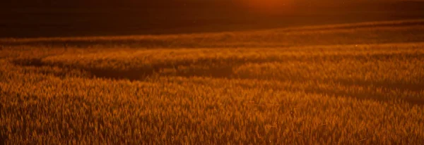 Темный Атмосферный Ландшафт Золотого Сельскохозяйственного Поля Закате Мягкий Солнечный Свет — стоковое фото