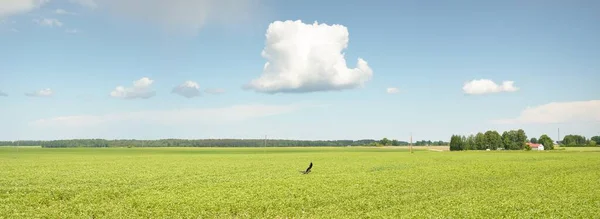在一个晴朗的日子里 穿过农田 近距离观察鸟类 田园诗般的夏季乡村风景 雨后天空戏剧化 纯天然 乡郊生活 野生生物 — 图库照片