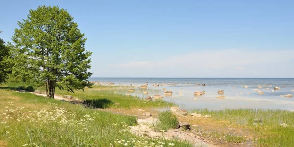 Panoramic View Baltic Sea Shore Clear Sunny Summer Day Rocks — Stock Photo, Image