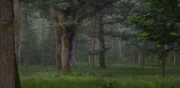 Majestosa Floresta Verão Névoa Luz Solar Suave Árvores Fortes Folhas — Fotografia de Stock