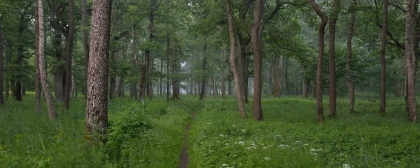 雄大な緑の夏の森 柔らかい日差し 強力な木 野の花 大気中の夢のような風景 生態学 エコツーリズム ハイキング ノルディックウォーキング パノラマビュー — ストック写真