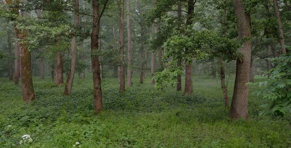 Muhteşem yaz ormanı. Sis, yumuşak güneş ışığı. Güçlü ağaçlar, yeşil yapraklar, bitkiler. Atmosferik rüya gibi bir manzara. Saf doğa, ekoloji, çevre koruma, eko-turizm, yürüyüş