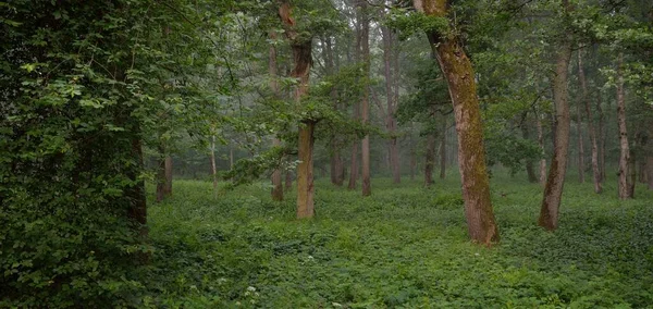 Величественный Зеленый Летний Лес Туман Мягкий Солнечный Свет Могучие Деревья — стоковое фото