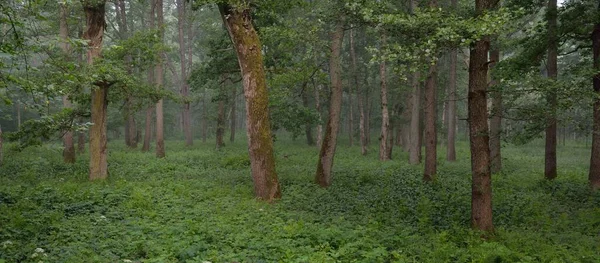 Majestuoso Bosque Verde Verano Niebla Luz Solar Suave Árboles Poderosos — Foto de Stock