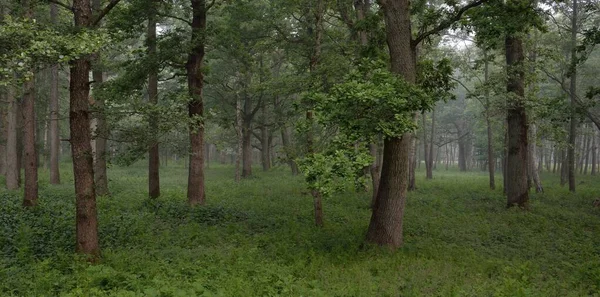 Muhteşem yaz ormanı. Sis, yumuşak güneş ışığı. Güçlü ağaçlar, yeşil yapraklar, bitkiler. Atmosferik rüya gibi bir manzara. Saf doğa, ekoloji, çevre koruma, eko-turizm, yürüyüş