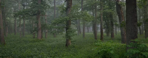 Majestuoso Bosque Verano Niebla Luz Solar Suave Árboles Poderosos Hojas —  Fotos de Stock