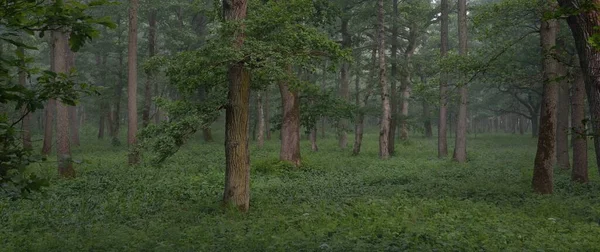Muhteşem yaz ormanı. Sis, yumuşak güneş ışığı. Güçlü ağaçlar, yeşil yapraklar, bitkiler. Atmosferik rüya gibi bir manzara. Saf doğa, ekoloji, çevre koruma, eko-turizm, yürüyüş