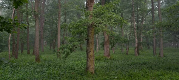 Muhteşem yaz ormanı. Sis, yumuşak güneş ışığı. Güçlü ağaçlar, yeşil yapraklar, bitkiler. Atmosferik rüya gibi bir manzara. Saf doğa, ekoloji, çevre koruma, eko-turizm, yürüyüş