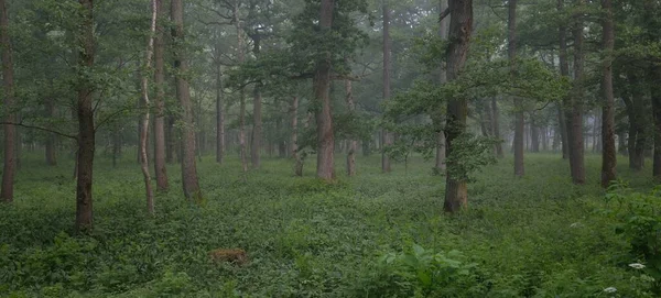 Muhteşem yaz ormanı. Sis, yumuşak güneş ışığı. Güçlü ağaçlar, yeşil yapraklar, bitkiler. Atmosferik rüya gibi bir manzara. Saf doğa, ekoloji, çevre koruma, eko-turizm, yürüyüş