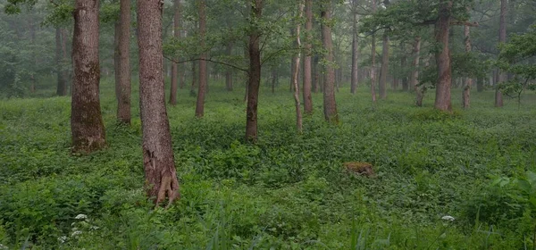 Majestätischer Sommerwald Nebel Weiches Sonnenlicht Mächtige Bäume Grüne Blätter Pflanzen — Stockfoto