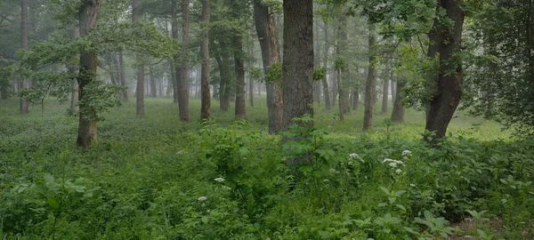 Muhteşem yaz ormanı. Sis, yumuşak güneş ışığı. Güçlü ağaçlar, yeşil yapraklar, bitkiler. Atmosferik rüya gibi bir manzara. Saf doğa, ekoloji, çevre koruma, eko-turizm, yürüyüş