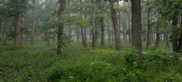 Muhteşem yaz ormanı. Sis, yumuşak güneş ışığı. Güçlü ağaçlar, yeşil yapraklar, bitkiler. Atmosferik rüya gibi bir manzara. Saf doğa, ekoloji, çevre koruma, eko-turizm, yürüyüş