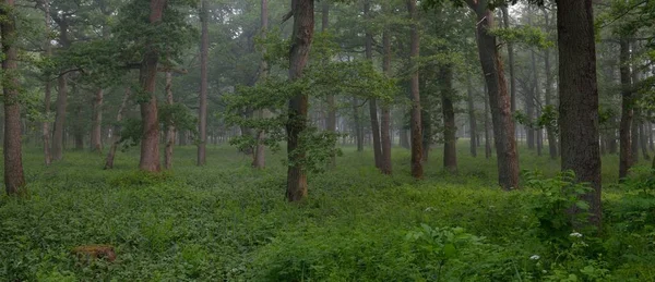 Muhteşem yaz ormanı. Sis, yumuşak güneş ışığı. Güçlü ağaçlar, yeşil yapraklar, bitkiler. Atmosferik rüya gibi bir manzara. Saf doğa, ekoloji, çevre koruma, eko-turizm, yürüyüş