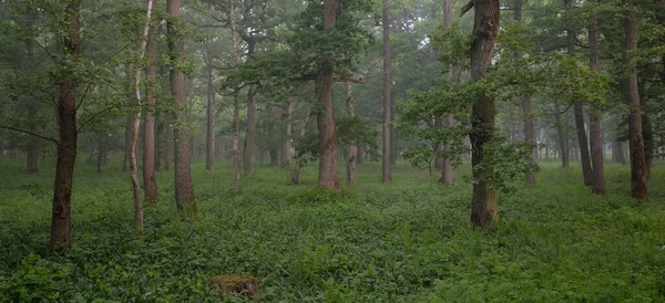 Muhteşem yaz ormanı. Sis, yumuşak güneş ışığı. Güçlü ağaçlar, yeşil yapraklar, bitkiler. Atmosferik rüya gibi bir manzara. Saf doğa, ekoloji, çevre koruma, eko-turizm, yürüyüş