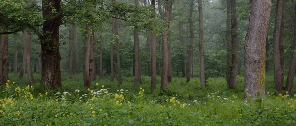 Majestueuse Forêt Été Brouillard Douce Lumière Soleil Arbres Puissants Feuilles — Photo