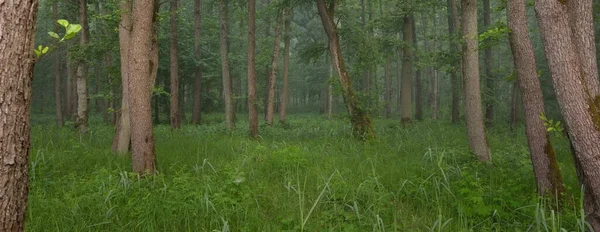 Muhteşem yaz ormanı. Sis, yumuşak güneş ışığı. Güçlü ağaçlar, yeşil yapraklar, bitkiler. Atmosferik rüya gibi bir manzara. Saf doğa, ekoloji, çevre koruma, eko-turizm, yürüyüş
