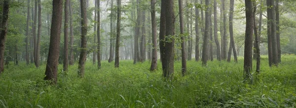 Majestueus Zomerwoud Mist Zacht Zonlicht Machtige Bomen Groene Bladeren Planten — Stockfoto