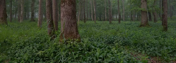 Majestueuse Forêt Été Brouillard Douce Lumière Soleil Arbres Puissants Feuilles — Photo