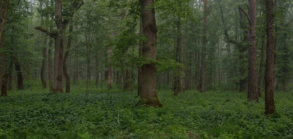 Majestätischer Sommerwald Nebel Weiches Sonnenlicht Mächtige Bäume Grüne Blätter Pflanzen — Stockfoto