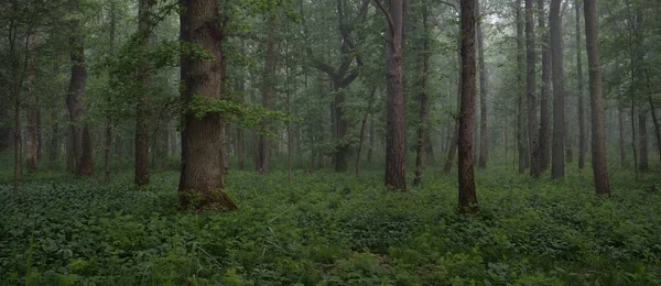 Muhteşem yaz ormanı. Sis, yumuşak güneş ışığı. Güçlü ağaçlar, yeşil yapraklar, bitkiler. Atmosferik rüya gibi bir manzara. Saf doğa, ekoloji, çevre koruma, eko-turizm, yürüyüş