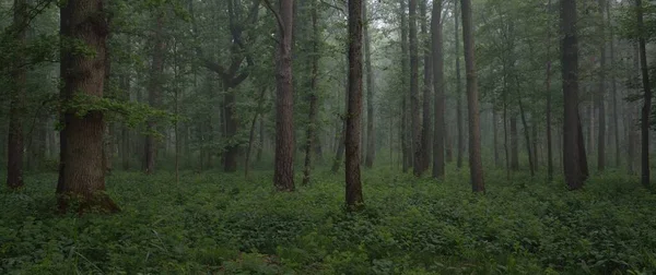雄大な夏の森 柔らかい日差し 強力な木 緑の葉 大気中の夢のような風景 純粋な自然 生態系 環境保全 エコツーリズム ハイキング — ストック写真