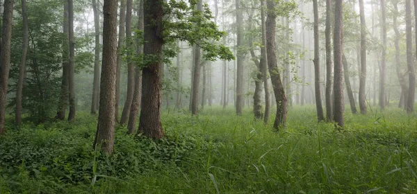 Majestic Summer Forest Fog Soft Sunlight Mighty Trees Green Leaves — Stock Photo, Image