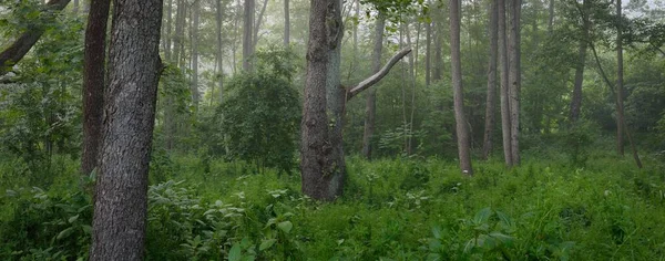 Muhteşem yaz ormanı. Sis, yumuşak güneş ışığı. Güçlü ağaçlar, yeşil yapraklar, bitkiler. Atmosferik rüya gibi bir manzara. Saf doğa, ekoloji, çevre koruma, eko-turizm, yürüyüş