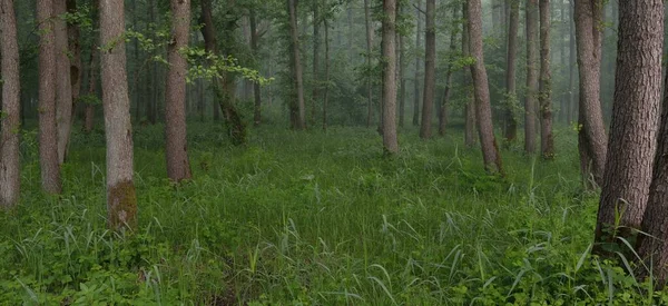 Muhteşem yaz ormanı. Sis, yumuşak güneş ışığı. Güçlü ağaçlar, yeşil yapraklar, bitkiler. Atmosferik rüya gibi bir manzara. Saf doğa, ekoloji, çevre koruma, eko-turizm, yürüyüş