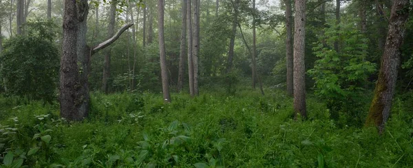 Maestosa Foresta Estiva Nebbia Luce Del Sole Soffusa Alberi Possenti — Foto Stock