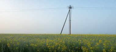 Güneş doğarken yeşil tarlalı tarlaların (orman çimleri, çayır) panoramik manzarası. Sis. Elektrik hattı, yakın plan. Çiftlik, endüstri, ekoloji, doğa, çevresel hasar, teknoloji