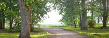 Sis içindeki görkemli yaprak döken ormanın içinden geçen yol. Yumuşak güneş ışığı, güneş ışınları. Güçlü ağaçlar, yeşil yapraklar. Atmosferik rüya gibi bir manzara. Saf doğa, ekoloji, eko-turizm, yürüyüş, kuzey yürüyüşü.