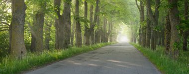 Görkemli yeşil yaprak döken ormanda kırsal yol. Doğal tünel. Güçlü ağaçlar. Sis, güneş ışığı, yumuşak güneş ışığı. Atmosferik rüya gibi yaz manzarası. Saf doğa, ekoloji, eko-turizm, fantezi, masal