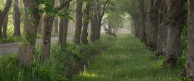 Gün doğumunda sisli bir havada görkemli yaprak döken ormanın içinden geçen yol. Yumuşak güneş ışığı, güneş ışınları. Güçlü ağaçlar. Doğal tünel. Saf doğa, ekoloji. eko-turizm, fantezi, masal, rüya, gizem kavramları