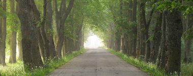 Görkemli yeşil yaprak döken ormanda kırsal yol. Doğal tünel. Güçlü ağaçlar. Sis, güneş ışığı, yumuşak güneş ışığı. Atmosferik rüya gibi yaz manzarası. Saf doğa, ekoloji, eko-turizm, yürüyüş, bisiklet