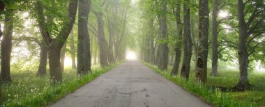 Görkemli yeşil yaprak döken ormanda kırsal yol. Doğal tünel. Güçlü ağaçlar. Sis, güneş ışığı, yumuşak güneş ışığı. Atmosferik rüya gibi yaz manzarası. Saf doğa, ekoloji, eko-turizm, fantezi, masal