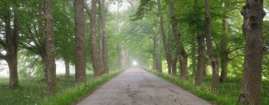 Görkemli yeşil yaprak döken ormanda kırsal yol. Doğal tünel. Güçlü ağaçlar. Sis, güneş ışığı, yumuşak güneş ışığı. Atmosferik rüya gibi yaz manzarası. Saf doğa, ekoloji, eko-turizm, yürüyüş, bisiklet